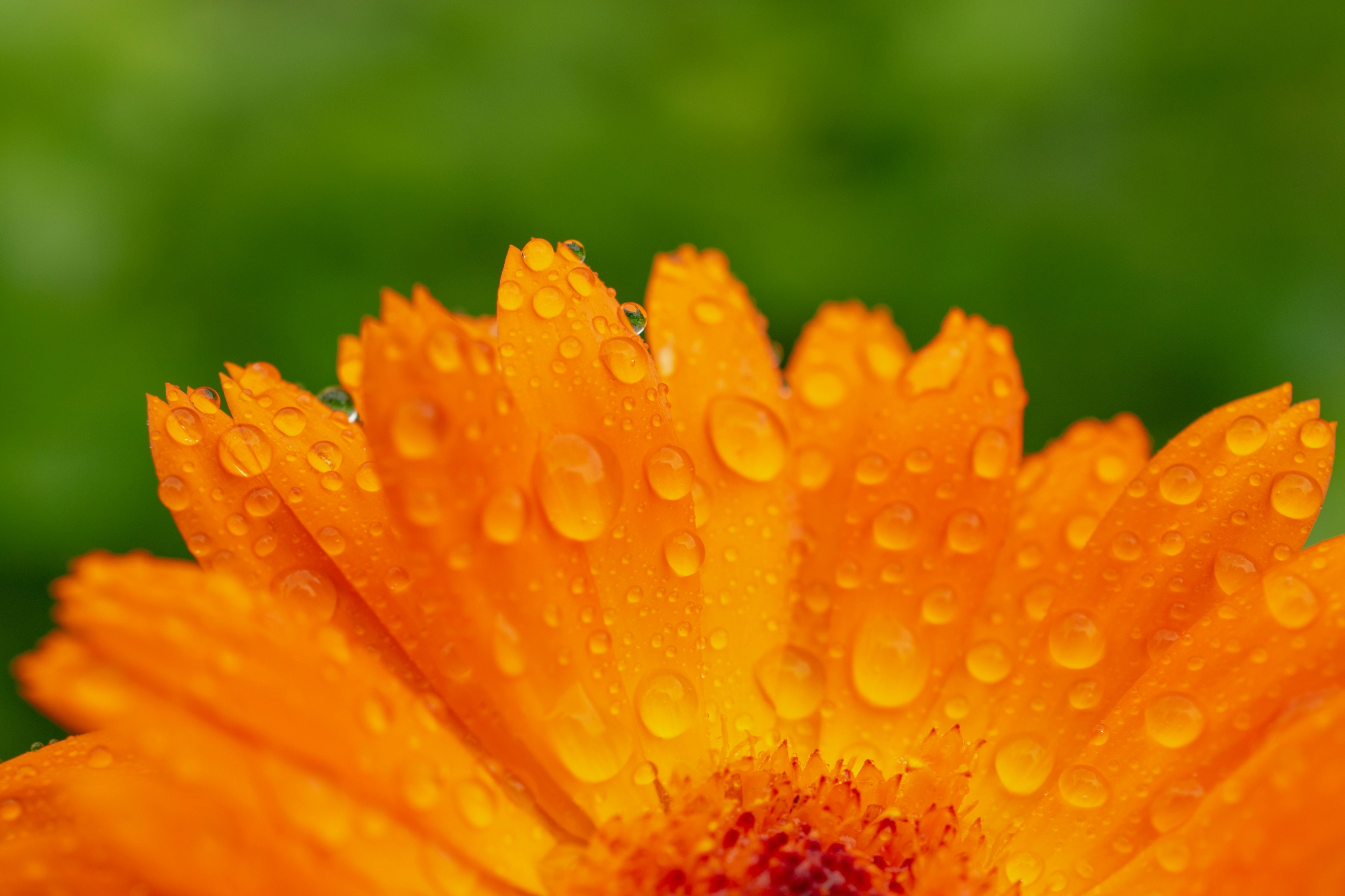 Les hydrolats, ces méconnus de l'aromathérapie - Escales intérieures
